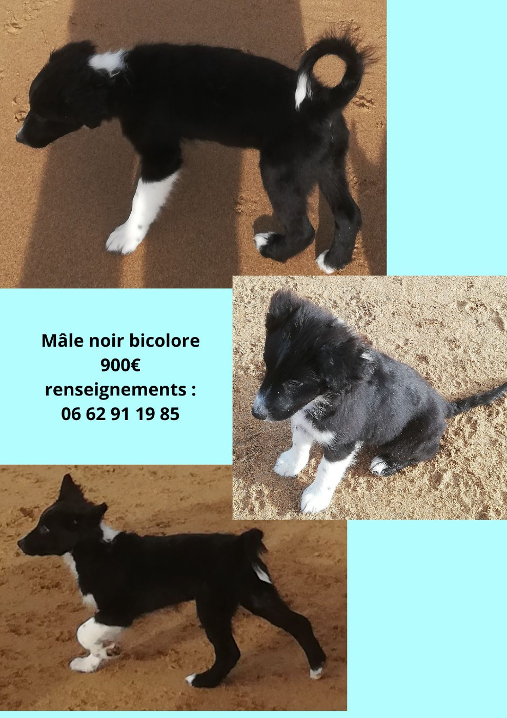 legend of red robin - Chiots disponibles - Berger Australien