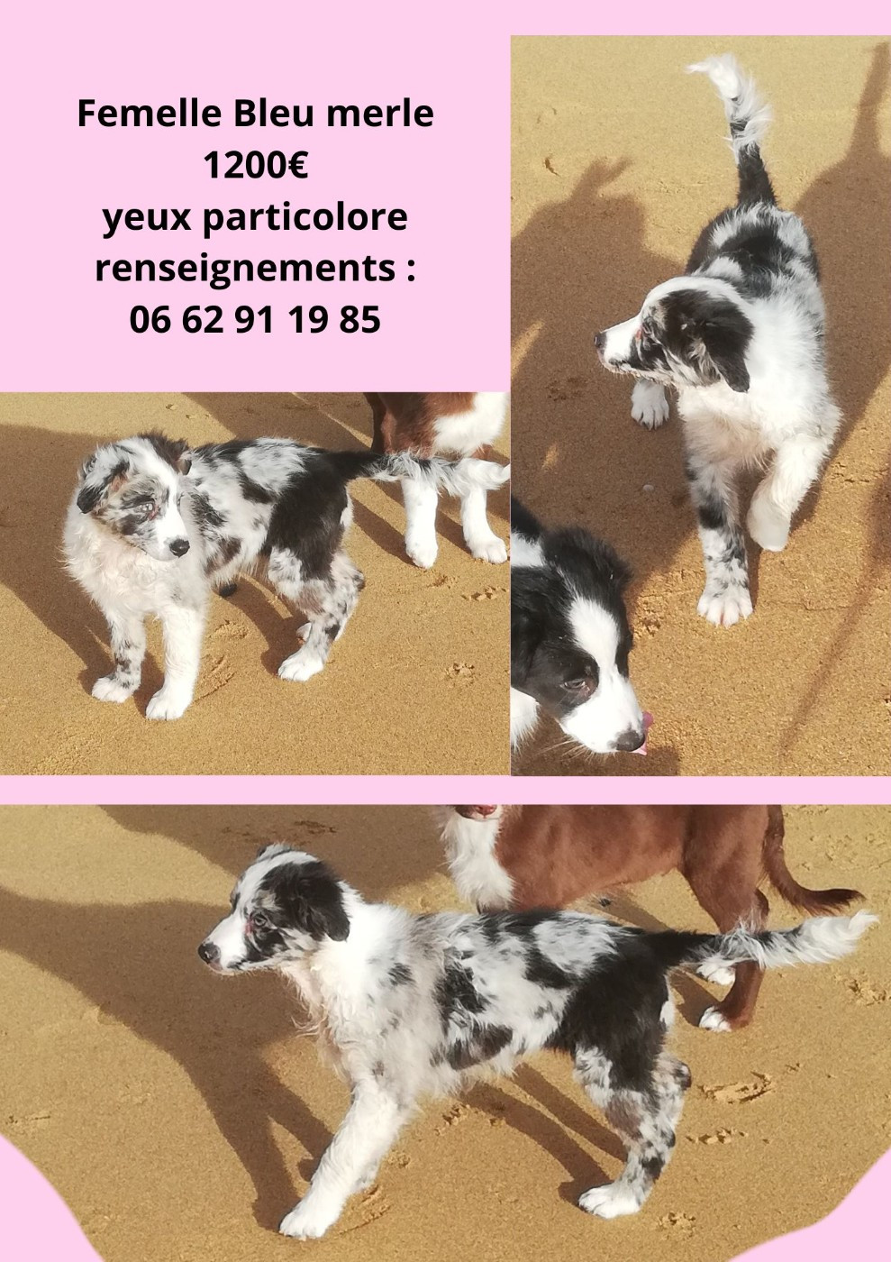 legend of red robin - Chiots disponibles - Berger Australien