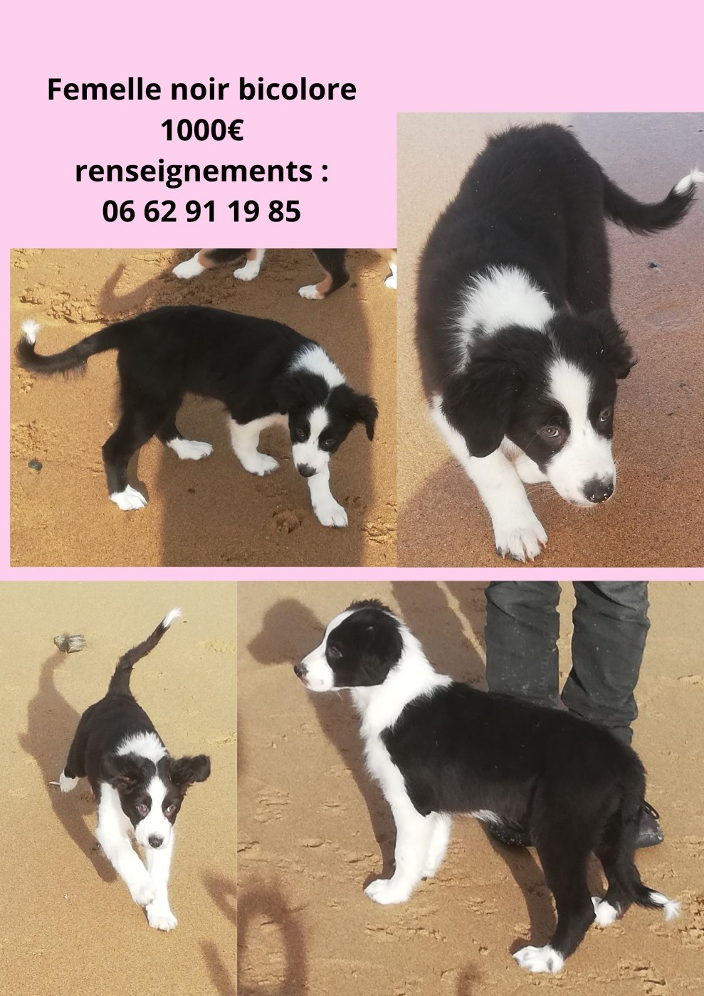 legend of red robin - Chiots disponibles - Berger Australien