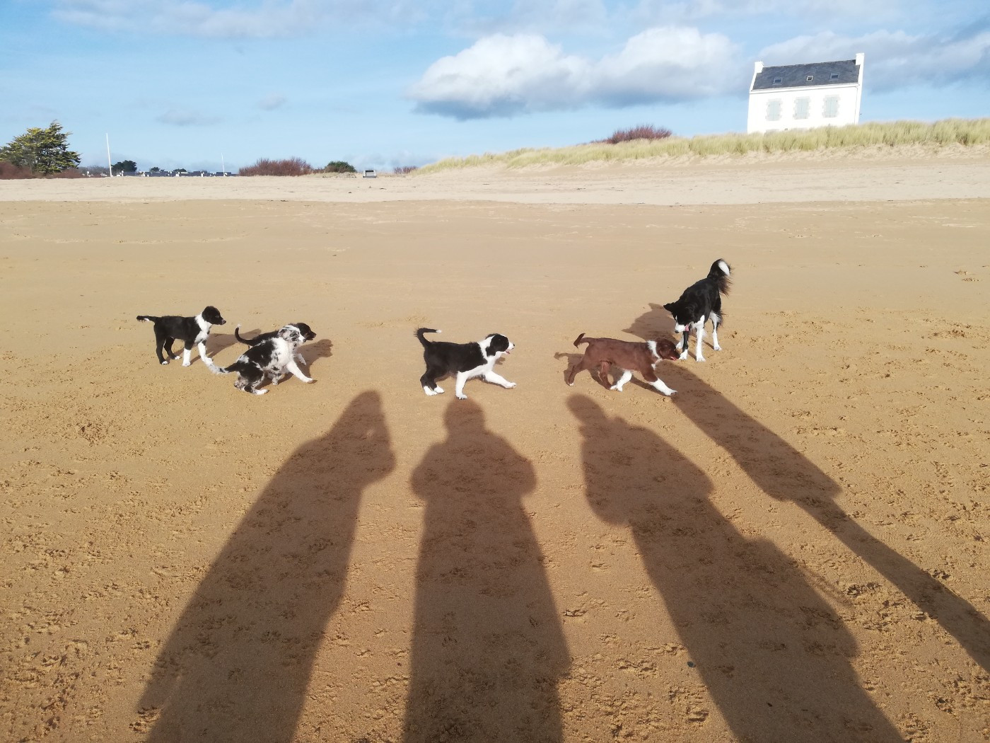 Chiot Berger Australien legend of red robin