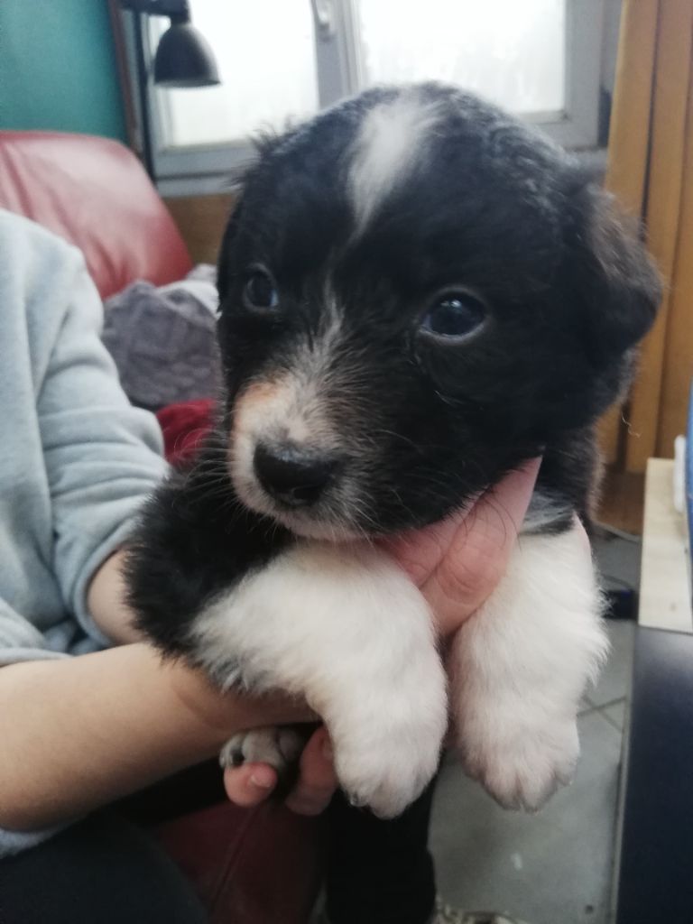 legend of red robin - Chiots disponibles - Berger Australien