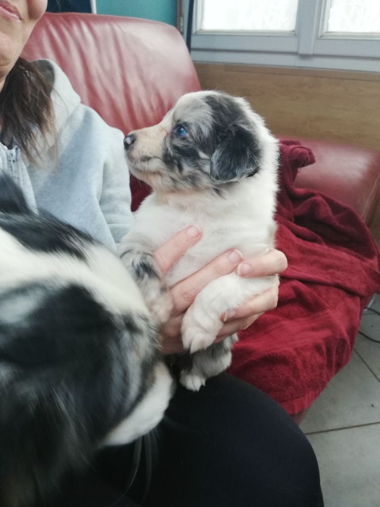 legend of red robin - Chiots disponibles - Berger Australien