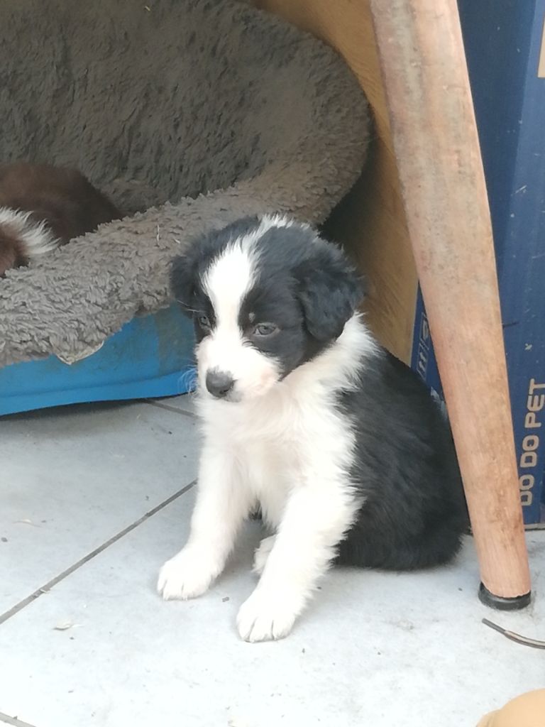 legend of red robin - Chiots disponibles - Berger Australien