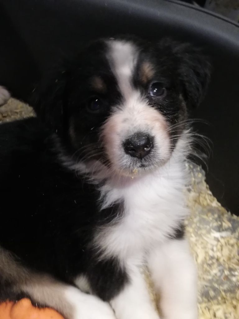 legend of red robin - Chiots disponibles - Berger Australien